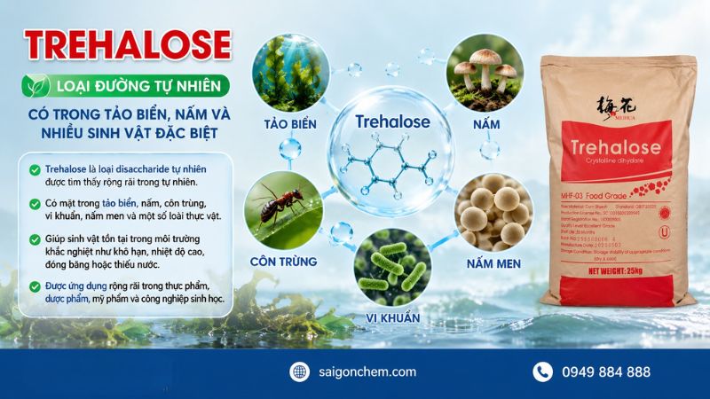 Trehalose l&agrave; loại đường tự nhi&ecirc;n c&oacute; trong tảo biển, nấm v&agrave; nhiều sinh vật đặc biệt. 